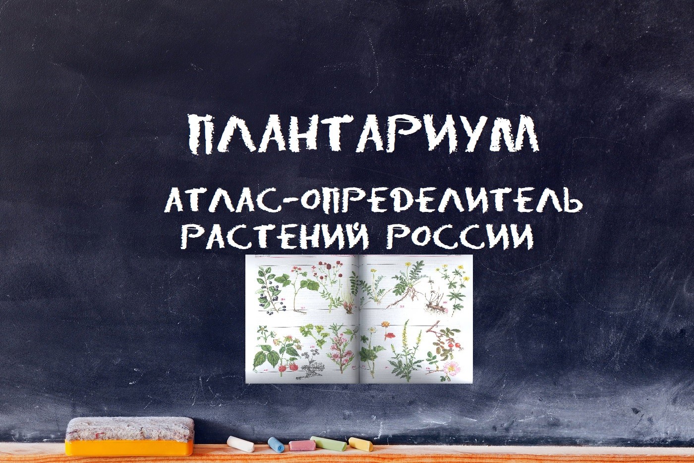 Плантариум: атлас-определитель растений России